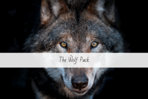 Wolf Pack Trial